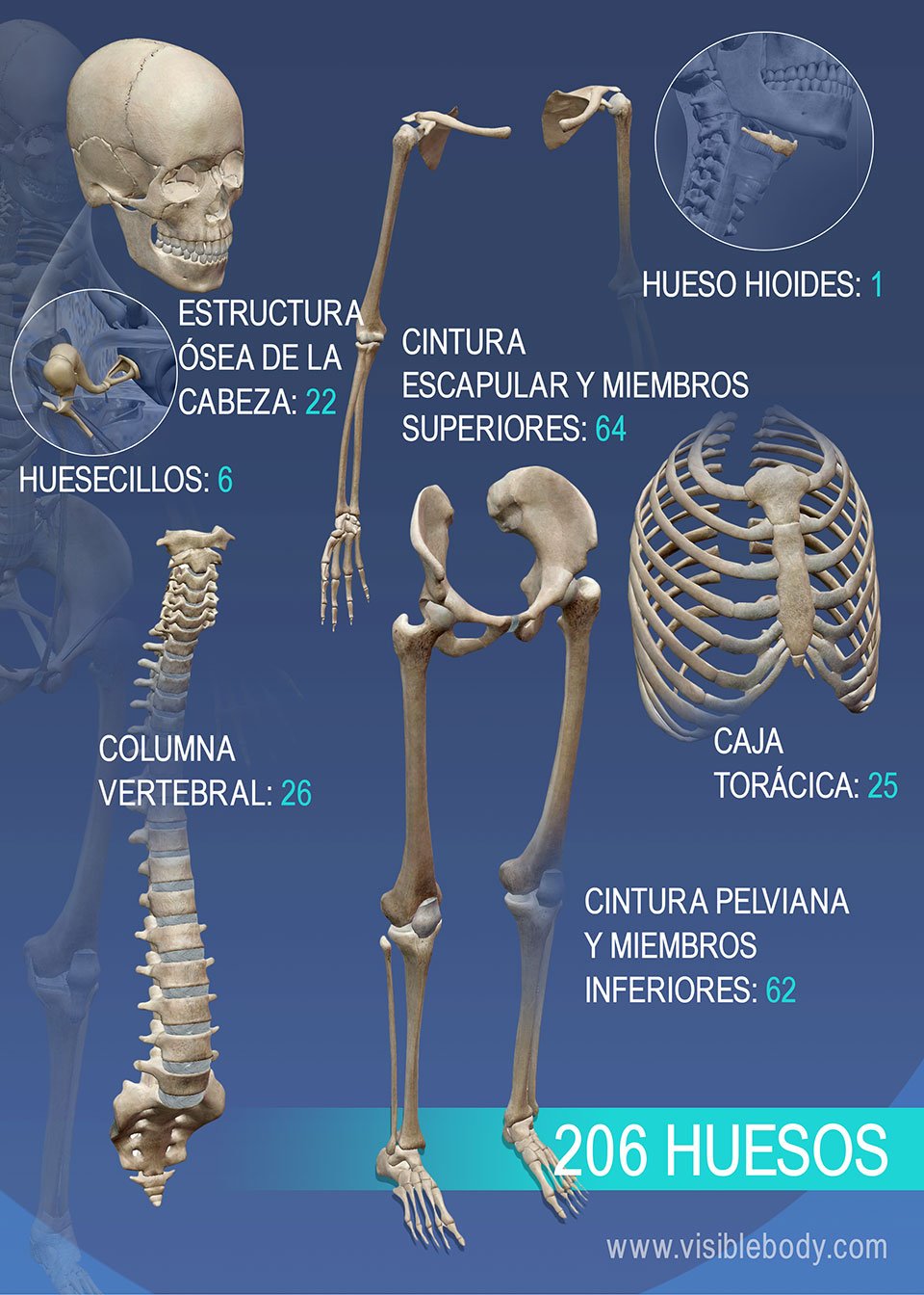 Cuantos Huesos Tiene El Esqueleto Humano