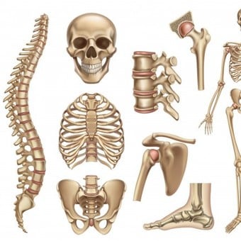 cuantos huesos tiene el cuerpo humano